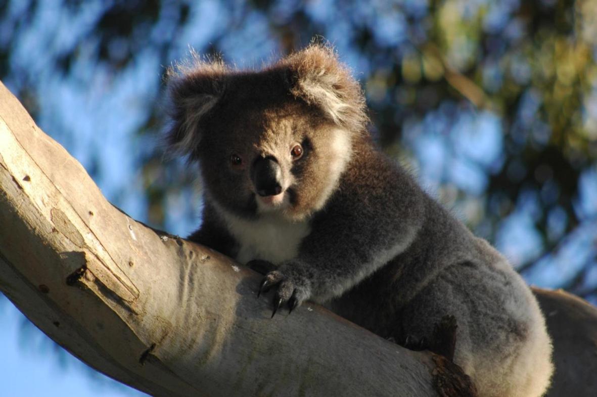 Bimbi Park - Camping Under Koalas Cabo Otway Exterior foto