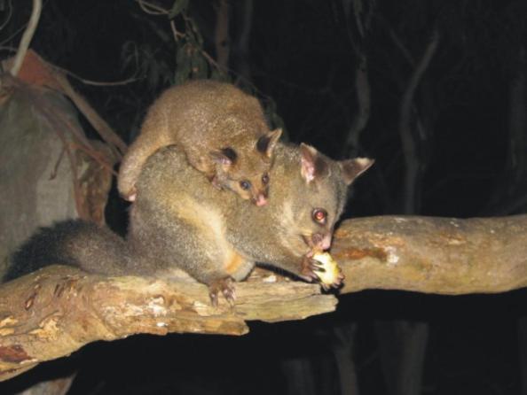 Bimbi Park - Camping Under Koalas Cabo Otway Exterior foto