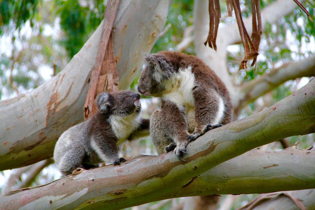 Bimbi Park - Camping Under Koalas Cabo Otway Exterior foto