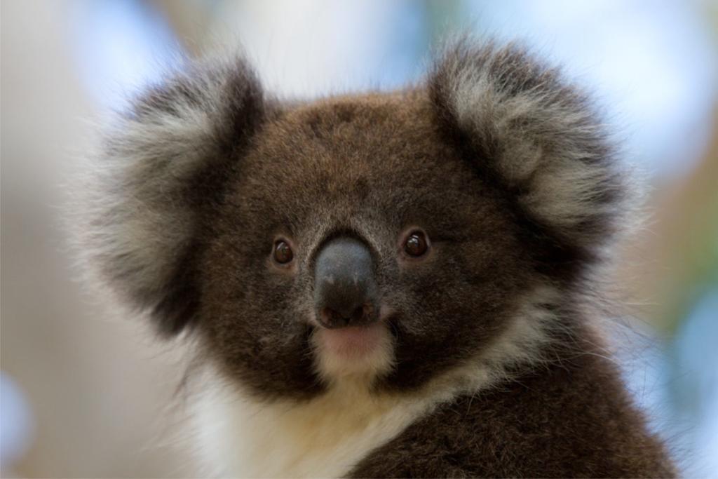 Bimbi Park - Camping Under Koalas Cabo Otway Exterior foto